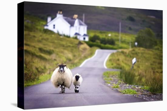 Two Sheep Walking on Street in Scotland-OtmarW-Stretched Canvas