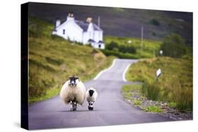 Two Sheep Walking on Street in Scotland-OtmarW-Stretched Canvas