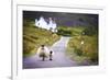 Two Sheep Walking on Street in Scotland-OtmarW-Framed Photographic Print