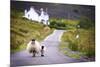 Two Sheep Walking on Street in Scotland-OtmarW-Mounted Photographic Print