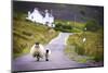 Two Sheep Walking on Street in Scotland-OtmarW-Mounted Photographic Print