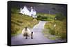 Two Sheep Walking on Street in Scotland-OtmarW-Framed Stretched Canvas