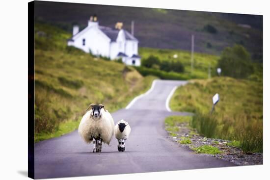 Two Sheep Walking on Street in Scotland-OtmarW-Stretched Canvas