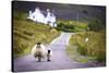 Two Sheep Walking on Street in Scotland-OtmarW-Stretched Canvas