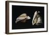 Two Shells-Filippo Napoletano-Framed Giclee Print