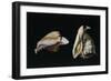 Two Shells-Filippo Napoletano-Framed Giclee Print