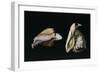 Two Shells-Filippo Napoletano-Framed Giclee Print