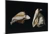 Two Shells-Filippo Napoletano-Mounted Giclee Print