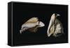 Two Shells-Filippo Napoletano-Framed Stretched Canvas