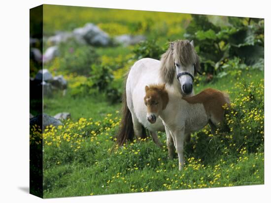 Two Shetland Ponies, Shetland Islands, Scotland, UK, Europe-David Tipling-Stretched Canvas