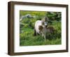 Two Shetland Ponies, Shetland Islands, Scotland, UK, Europe-David Tipling-Framed Photographic Print