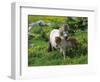 Two Shetland Ponies, Shetland Islands, Scotland, UK, Europe-David Tipling-Framed Photographic Print