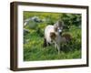 Two Shetland Ponies, Shetland Islands, Scotland, UK, Europe-David Tipling-Framed Photographic Print