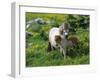 Two Shetland Ponies, Shetland Islands, Scotland, UK, Europe-David Tipling-Framed Photographic Print