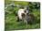 Two Shetland Ponies, Shetland Islands, Scotland, UK, Europe-David Tipling-Mounted Photographic Print