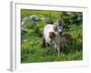 Two Shetland Ponies, Shetland Islands, Scotland, UK, Europe-David Tipling-Framed Photographic Print