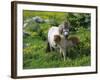 Two Shetland Ponies, Shetland Islands, Scotland, UK, Europe-David Tipling-Framed Photographic Print