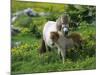 Two Shetland Ponies, Shetland Islands, Scotland, UK, Europe-David Tipling-Mounted Photographic Print