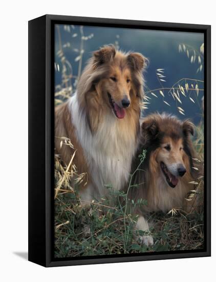 Two Shetland Sheepdogs Panting-Adriano Bacchella-Framed Stretched Canvas