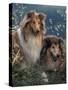 Two Shetland Sheepdogs Panting-Adriano Bacchella-Stretched Canvas
