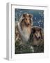 Two Shetland Sheepdogs Panting-Adriano Bacchella-Framed Photographic Print