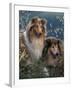 Two Shetland Sheepdogs Panting-Adriano Bacchella-Framed Photographic Print
