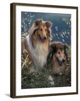 Two Shetland Sheepdogs Panting-Adriano Bacchella-Framed Photographic Print