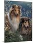 Two Shetland Sheepdogs Panting-Adriano Bacchella-Mounted Photographic Print