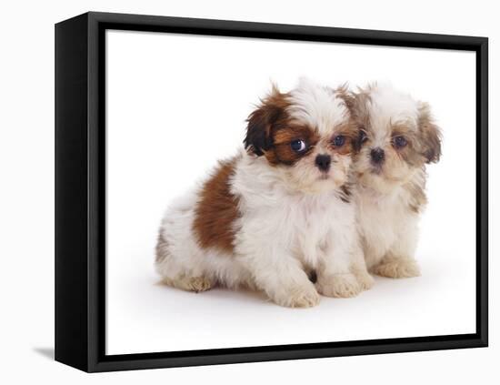 Two Shih Tzu Pups Sitting Together, 7 Weeks Old-Jane Burton-Framed Stretched Canvas