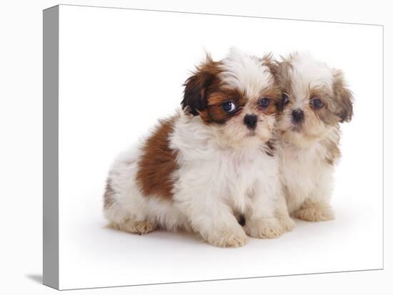 Two Shih Tzu Pups Sitting Together, 7 Weeks Old-Jane Burton-Stretched Canvas