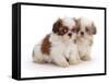 Two Shih Tzu Pups Sitting Together, 7 Weeks Old-Jane Burton-Framed Stretched Canvas