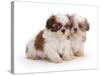 Two Shih Tzu Pups Sitting Together, 7 Weeks Old-Jane Burton-Stretched Canvas