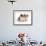 Two Shih Tzu Pups Sitting Together, 7 Weeks Old-Jane Burton-Framed Photographic Print displayed on a wall