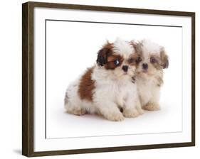 Two Shih Tzu Pups Sitting Together, 7 Weeks Old-Jane Burton-Framed Photographic Print