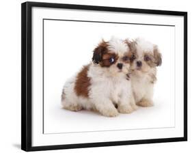 Two Shih Tzu Pups Sitting Together, 7 Weeks Old-Jane Burton-Framed Photographic Print