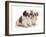 Two Shih Tzu Pups Sitting Together, 7 Weeks Old-Jane Burton-Framed Photographic Print