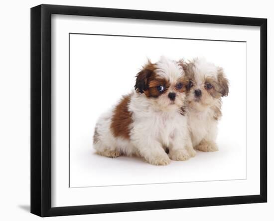 Two Shih Tzu Pups Sitting Together, 7 Weeks Old-Jane Burton-Framed Photographic Print