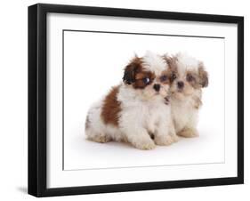 Two Shih Tzu Pups Sitting Together, 7 Weeks Old-Jane Burton-Framed Photographic Print