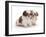 Two Shih Tzu Pups Sitting Together, 7 Weeks Old-Jane Burton-Framed Photographic Print