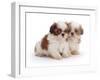 Two Shih Tzu Pups Sitting Together, 7 Weeks Old-Jane Burton-Framed Photographic Print