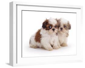 Two Shih Tzu Pups Sitting Together, 7 Weeks Old-Jane Burton-Framed Photographic Print