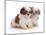 Two Shih Tzu Pups Sitting Together, 7 Weeks Old-Jane Burton-Mounted Photographic Print