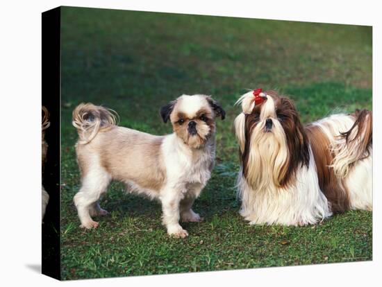 Two Shih Tzus, One Has Been Clipped and the Other with Groomed Long Hair-Adriano Bacchella-Stretched Canvas