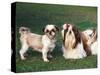 Two Shih Tzus, One Has Been Clipped and the Other with Groomed Long Hair-Adriano Bacchella-Stretched Canvas