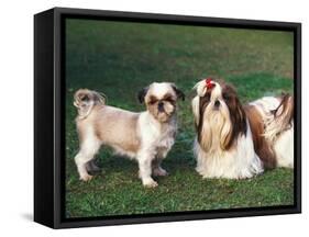 Two Shih Tzus, One Has Been Clipped and the Other with Groomed Long Hair-Adriano Bacchella-Framed Stretched Canvas