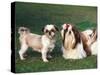 Two Shih Tzus, One Has Been Clipped and the Other with Groomed Long Hair-Adriano Bacchella-Stretched Canvas
