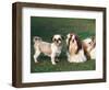 Two Shih Tzus, One Has Been Clipped and the Other with Groomed Long Hair-Adriano Bacchella-Framed Premium Photographic Print