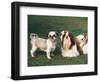 Two Shih Tzus, One Has Been Clipped and the Other with Groomed Long Hair-Adriano Bacchella-Framed Premium Photographic Print