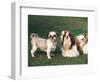 Two Shih Tzus, One Has Been Clipped and the Other with Groomed Long Hair-Adriano Bacchella-Framed Premium Photographic Print