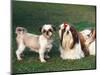 Two Shih Tzus, One Has Been Clipped and the Other with Groomed Long Hair-Adriano Bacchella-Mounted Premium Photographic Print